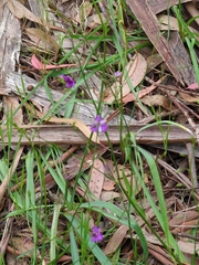 Arthropodium strictum