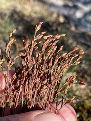 Hypericum gentianoides