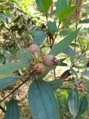 Melastoma