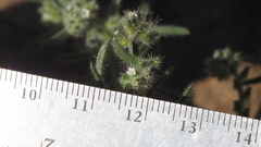 Cryptantha maritima maritima