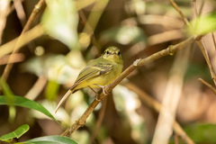 Pogonotriccus paulista