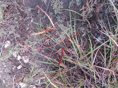 Desmanthus velutinus