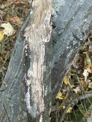 Peniophora incarnata