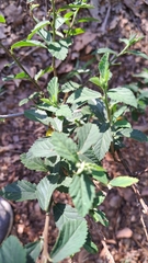 Pavonia sepium