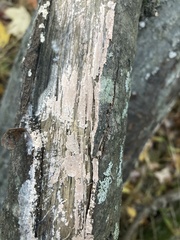 Peniophora incarnata