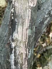 Peniophora incarnata