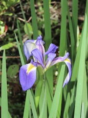 Iris savannarum