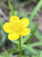 Ranunculus fascicularis