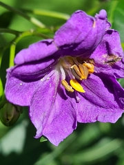 Solanum laciniatum