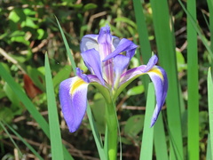 Iris savannarum