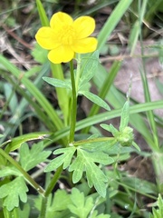 Ranunculus fascicularis