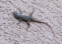 Sceloporus cowlesi