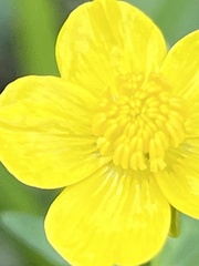 Ranunculus fascicularis