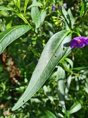 Solanum laciniatum