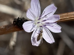 Mythicomyiidae