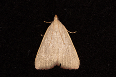 Hypsopygia albidalis