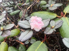 Rhododendron anthopogon