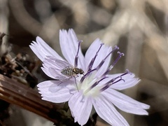 Mythicomyiidae