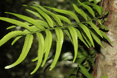 Arthropteris tenella