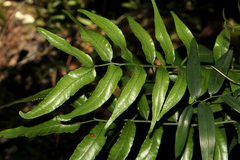 Arthropteris tenella