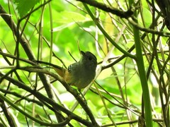 Thamnophilus caerulescens