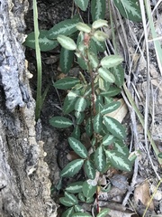 Desmodium batocaulon