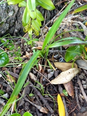 Phormium cookianum
