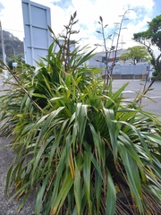 Phormium cookianum