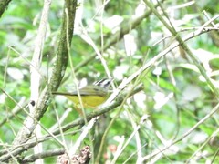 Basileuterus culicivorus