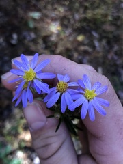 Ionactis linariifolia