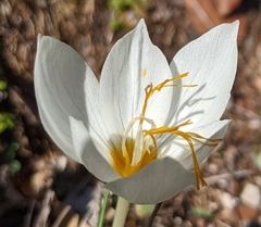 Crocus boryi