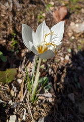 Crocus boryi