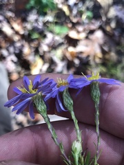 Ionactis linariifolia