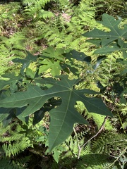 Brachychiton acerifolius