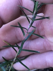 Ionactis linariifolia