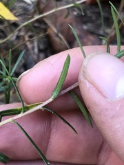 Ionactis linariifolia