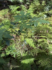 Brachychiton acerifolius