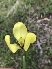 Moraea bellendenii