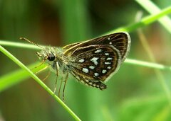 Piruna aea