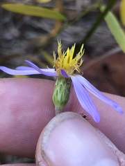 Ionactis linariifolia