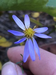 Ionactis linariifolia