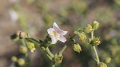 Mirabilis laevis retrorsa