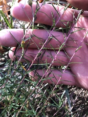 Ionactis linariifolia