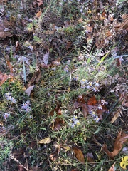 Ionactis linariifolia