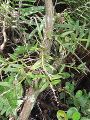 Epidendrum rigidum