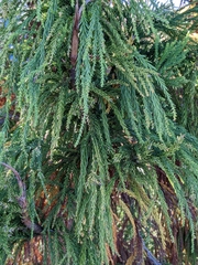 Cryptomeria japonica