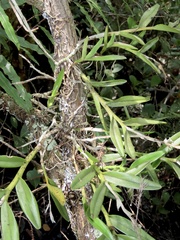 Epidendrum rigidum