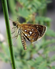 Piruna aea