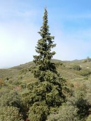 Abies bracteata