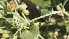 Mirabilis laevis retrorsa